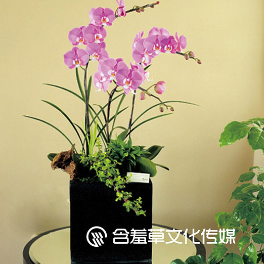 商业花艺设计